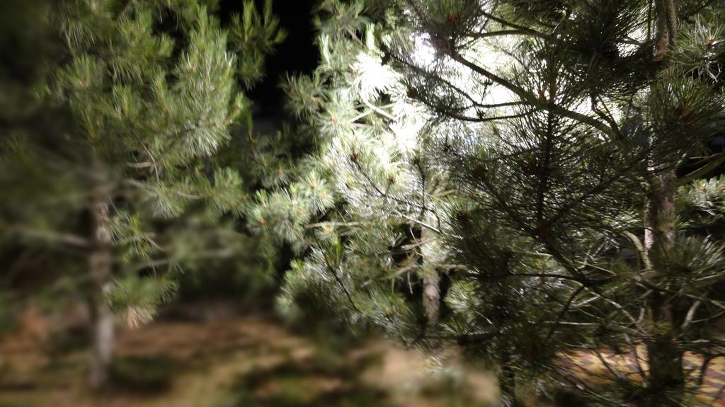 Villa Sosnovy Bor Zatoka Dış mekan fotoğraf
